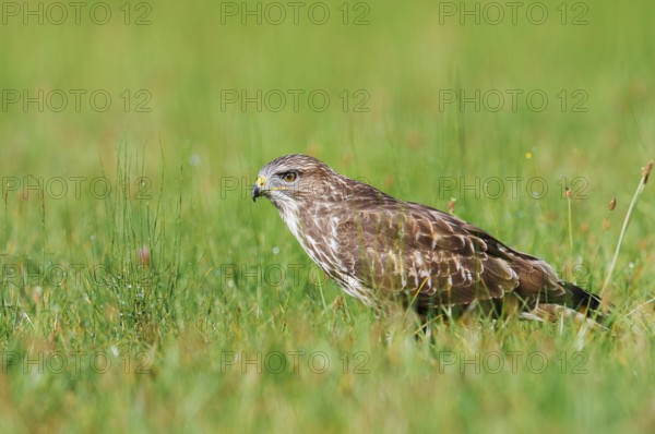 Common buzzard (Buteo buteo) sitting in a meadow, North Rhine-Westphalia, Germany