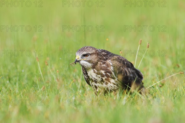 Common buzzard (Buteo buteo) sitting in a meadow and eating gnats (Tipulidae), North Rhine-Westphalia, Germany