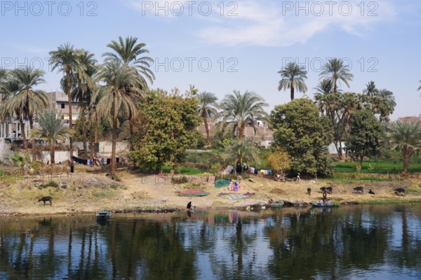 Houses and palm trees on the banks of the Nile near Luxor, Egypt