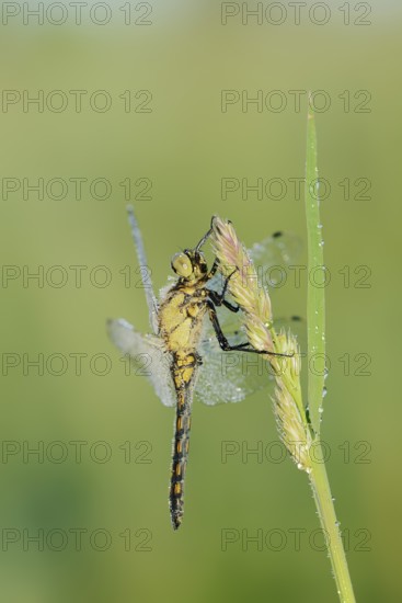 Black-tailed Skimmer (Orthetrum cancellatum), female with dewdrops, North Rhine-Westphalia, Germany