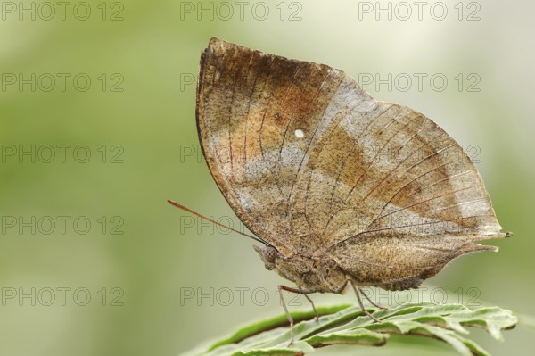Malaysian leaf butterfly or Indian leaf butterfly (Kallima paralekta), captive, occurrence in Asia