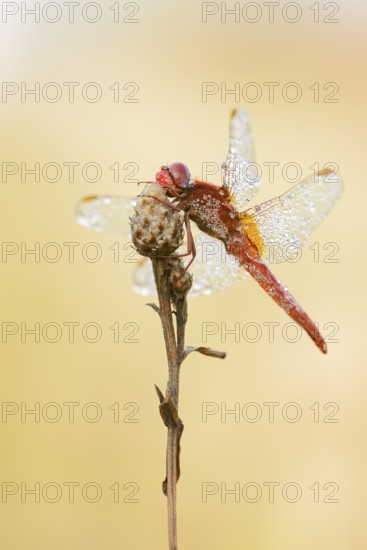 Scarlet Dragonfly (Crocothemis erythraea), male with dewdrops, North Rhine-Westphalia, Germany