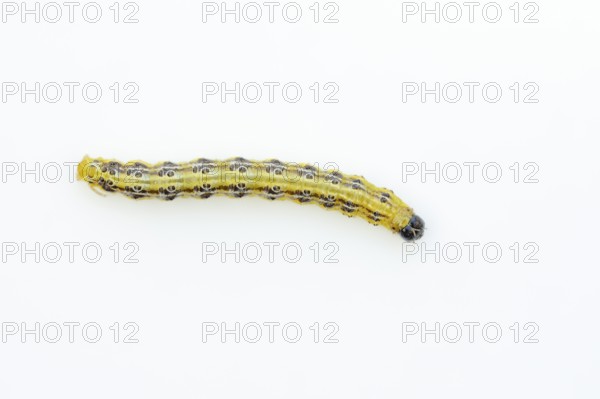 Box tree moth (Cydalima perspectalis), caterpillar on white background, North Rhine-Westphalia, Germany