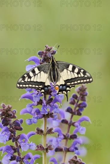 Swallowtail (Papilio machaon) in a meadow sage (Salvia pratensis), North Rhine-Westphalia, Germany