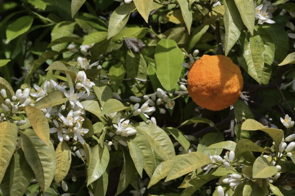 Orange tree (Citrus sinensis), blossoms and fruit on the tree, Algarve, Portugal