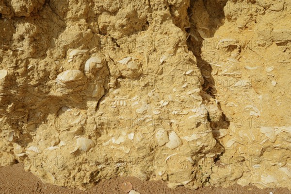 Fossil mussel shells in rocks on the coast, Algarve, Portugal