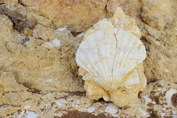 Fossil mussel shell in rocks on the coast, pilgrim mussel, Algarve, Portugal