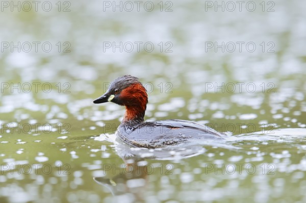 Little grebe (Tachybaptus ruficollis), North Rhine-Westphalia, Germany
