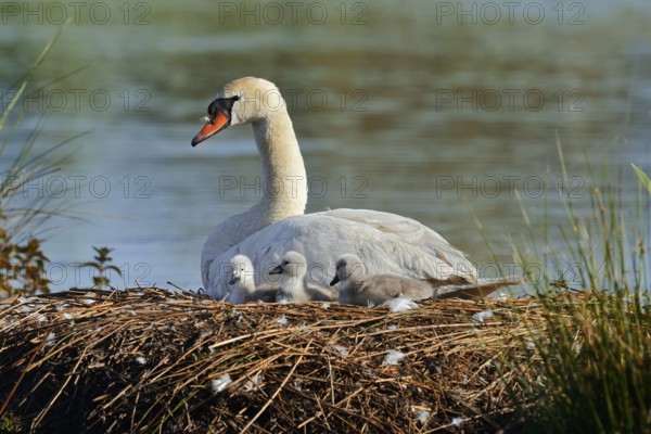 Mute swan (Cygnus olor) with chicks on the nest, North Rhine-Westphalia, Germany