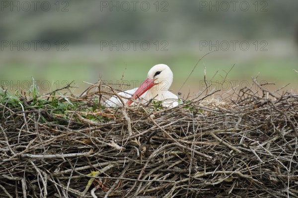 White stork (Ciconia ciconia) breeding on the nest, Algarve, Portugal