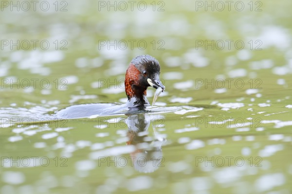 Little grebe (Tachybaptus ruficollis) with preyed fish, North Rhine-Westphalia, Germany