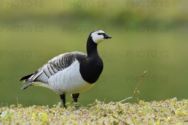 White-fronted goose or barnacle goose (Branta leucopsis), North Rhine-Westphalia, Germany