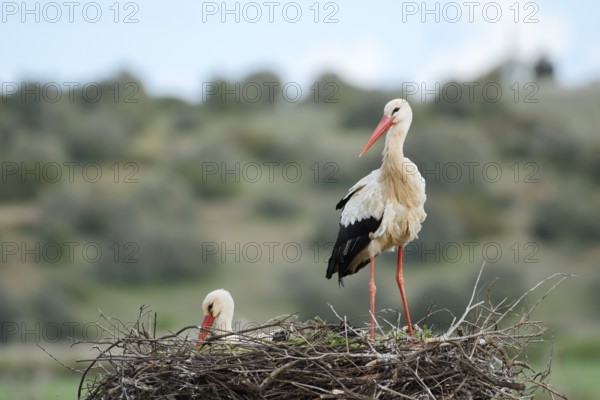 White stork (Ciconia ciconia), pair on the nest, Algarve, Portugal