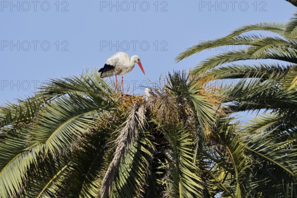 White stork (Ciconia ciconia), pair in the nest on a Canary Island date palm (Phoenix canariensis), Algarve, Portugal