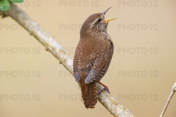 Wren (troglodytes troglodytes) Germany