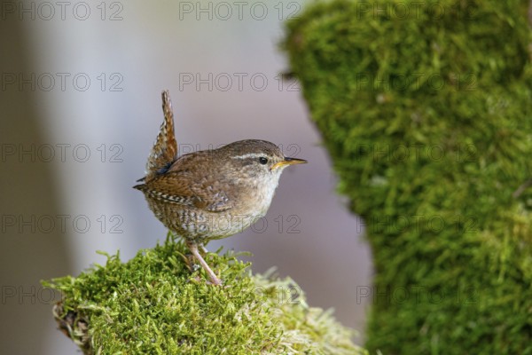 Wren (troglodytes troglodytes) building a nest Germany