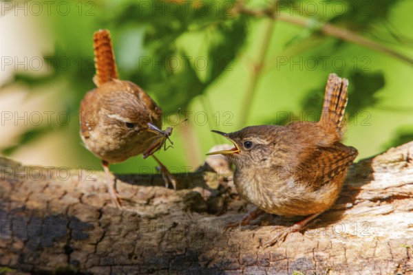 Eurasian wren (troglodytes troglodytes) adult and juvenile Germany