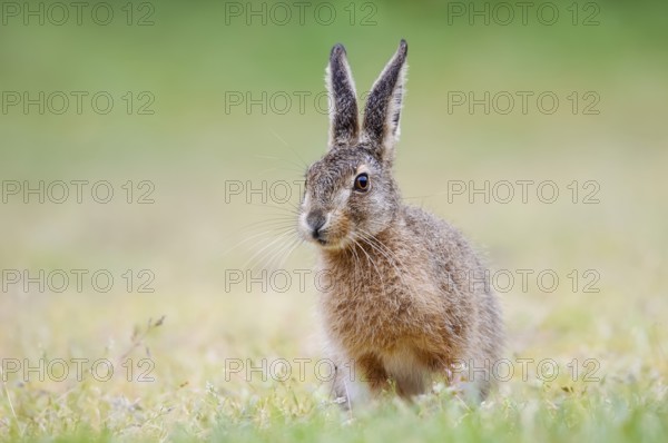 European hare (Lepus europaeus), young animal sitting in a meadow, North Rhine-Westphalia, Germany