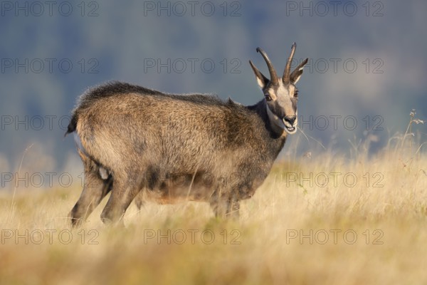 Chamois (Rupicapra rupicapra) in autumn, Vosges, France