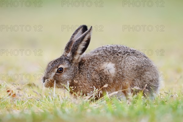 European hare (Lepus europaeus), young animal sitting in a meadow and eating grasses, North Rhine-Westphalia, Germany
