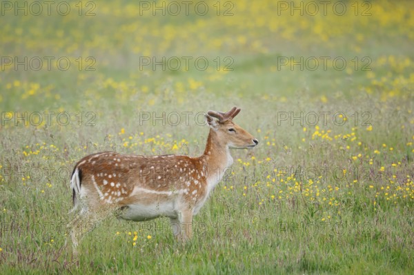 Fallow deer (Dama dama), fallow deer with velvet antlers standing in a flower meadow in spring, Zeeland, Netherlands