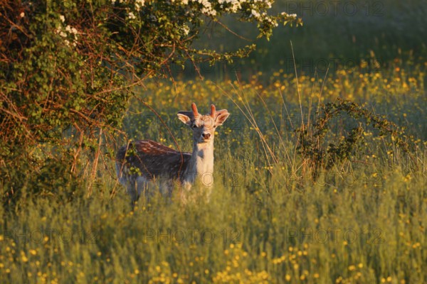 Fallow deer (Dama dama), fallow deer with velvet antlers in spring, Zeeland, Netherlands