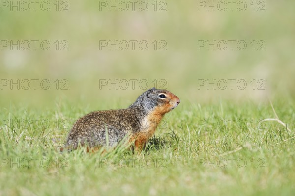 Columbia ground squirrel (Urocitellus columbianus, Spermophilus columbianus), Jasper National Park, Alberta, Canada