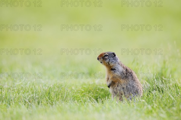 Columbia ground squirrel (Urocitellus columbianus, Spermophilus columbianus) sitting upright in a meadow, Waterton Lakes National Park, Alberta, Canada