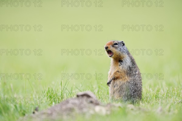 Columbia ground squirrel (Urocitellus columbianus, Spermophilus columbianus) sitting upright in a meadow and calling, Waterton Lakes National Park, Alberta, Canada