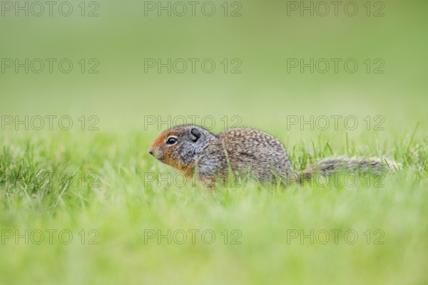 Columbia ground squirrel (Urocitellus columbianus, Spermophilus columbianus), juvenile, Waterton Lakes National Park, Alberta, Canada