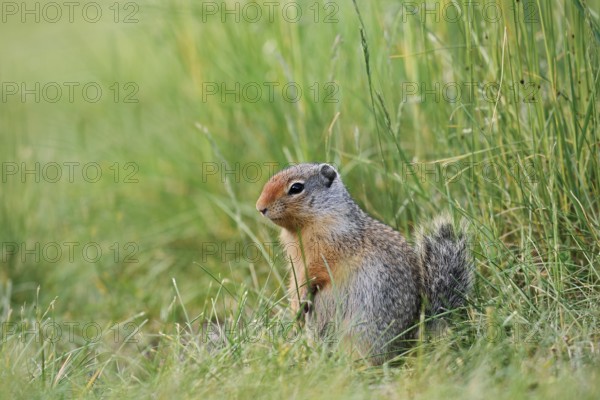 Columbia ground squirrel (Urocitellus columbianus, Spermophilus columbianus), juvenile, Banff National Park, Alberta, Canada