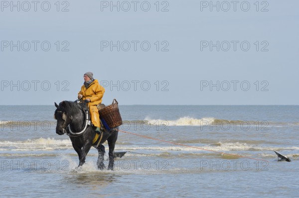 Crab fishermen on horseback prawn fishing, Oostduinkerke, Koksijde, West Flanders, Flanders, Belgium