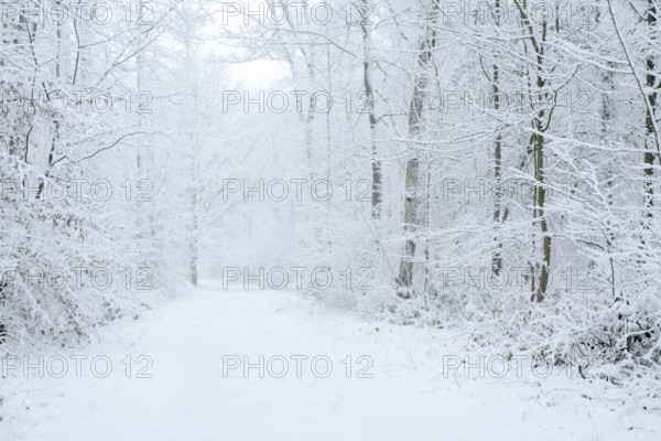Snowy trail through deciduous forest in winter, North Rhine-Westphalia, Germany
