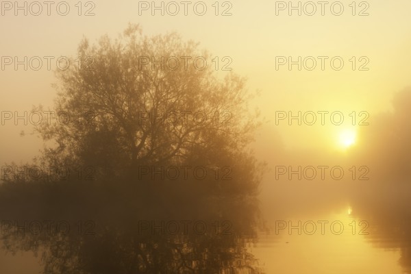 Silver willow (Salix alba) in the morning mist on the river Lippe at sunrise, North Rhine-Westphalia, Germany