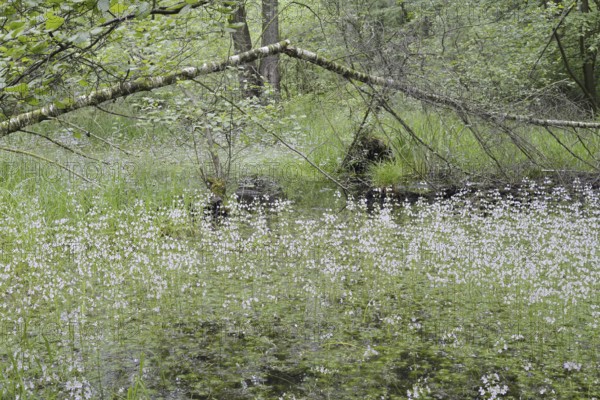 Flowering European water feather or water primrose (Hottonia palustris) in a pond, North Rhine-Westphalia, Germany