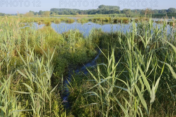 Pond with reeds in spring, North Rhine-Westphalia, Germany