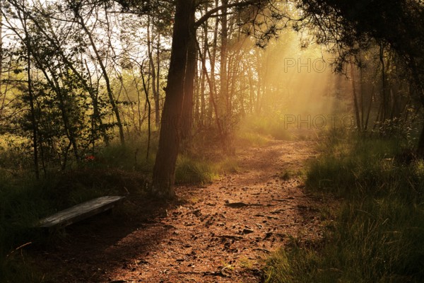 Forest path and bench in morning fog with sunbeams, Venner Moor, North Rhine-Westphalia, Germany