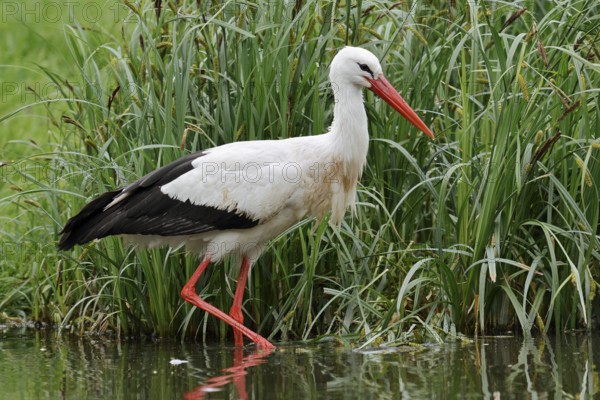 White stork (Ciconia ciconia) foraging in a pond, North Rhine-Westphalia, Germany