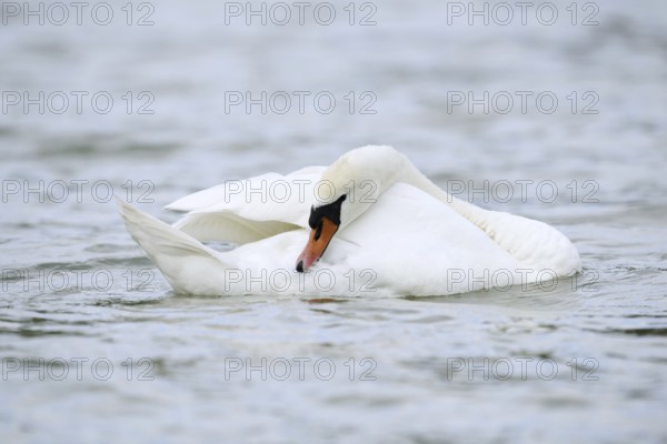 Mute swan (Cygnus olor) grooming its feathers, Alsace, France
