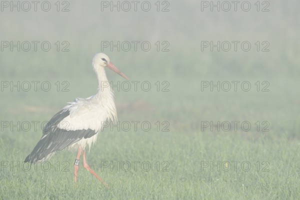 White stork (Ciconia ciconia) in a meadow in the morning mist, North Rhine-Westphalia, Germany