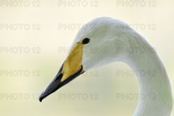 Whooper swan (Cygnus cygnus), portrait, Friesland, Netherlands