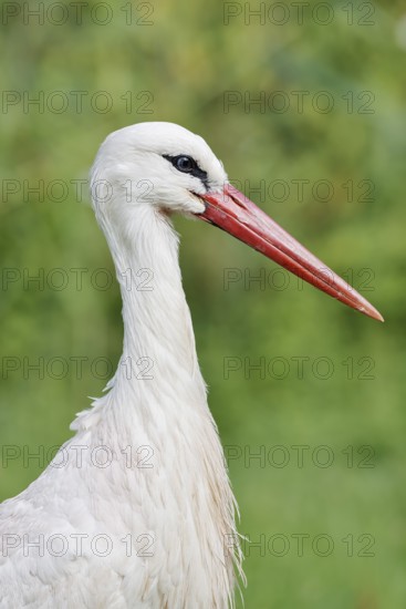 White stork (Ciconia ciconia), portrait, North Rhine-Westphalia, Germany