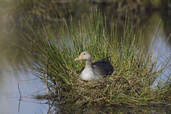 Greylag goose (Anser anser) sitting brooding on the nest, North Rhine-Westphalia, Germany