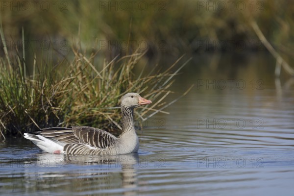 Greylag goose (Anser anser), swimming, North Rhine-Westphalia, Germany