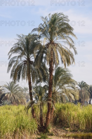 Real date palms (Phoenix dactylifera) along the Nile, Nile Valley, Egypt