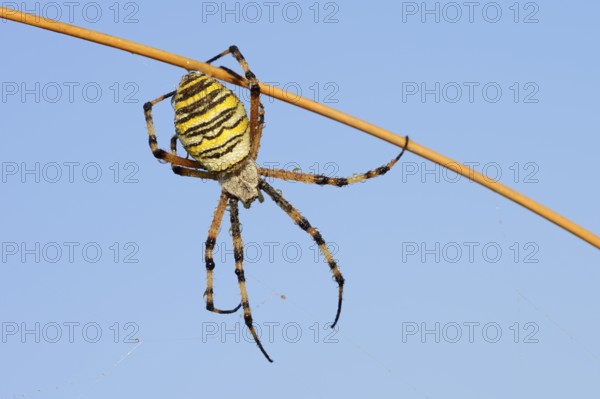 Wasp spider (Argiope bruennichi), female with dewdrops, North Rhine-Westphalia, Germany