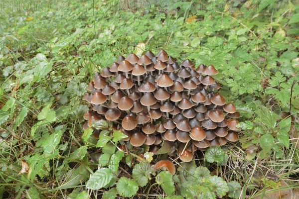 Rogers Mushroom (Britzelmayria multipedata, Psathyrella multipedata), North Rhine-Westphalia, Germany