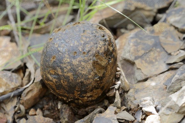 Pisolithus arhizus or Bohemian truffle (Pisolithus arhizus, Pisolithus tinctorius), Algarve, Portugal