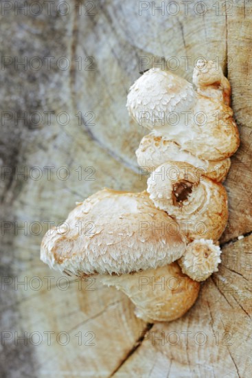 Poplar Schüppling (Hemipholiota populnea, Pholiota destruens), North Rhine-Westphalia, Germany