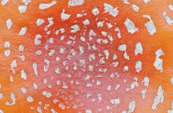 Fly agaric (Amanita muscaria), cap with flaky scales, North Rhine-Westphalia, Germany